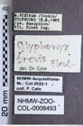 Etiketten zu Glyphonyx brevis (Fleutiaux, 1941) (NHMW-ZOO-COL-0008493)
